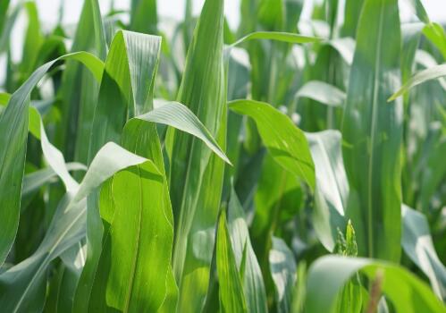 玉米啥时候打除草剂