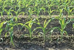 玉米农技专家 使用苗后除草剂做好 5不准 ,死草好不易出药害