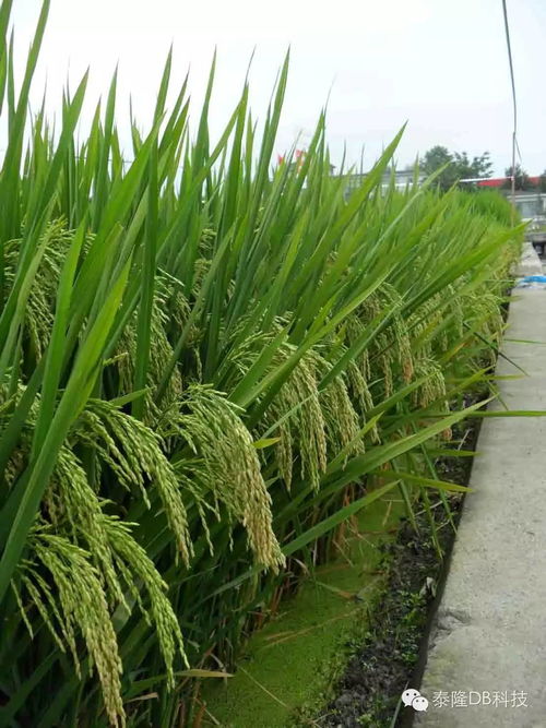 水稻直播各时期对除草剂的选择