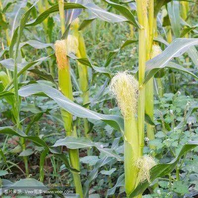 玉米打完除草剂后就下雨了,还用重喷吗